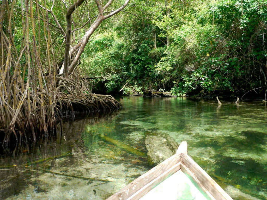 Hier kann man aber auch mit den Fischern spannende Touren in die Mangroven und die Flsse machen