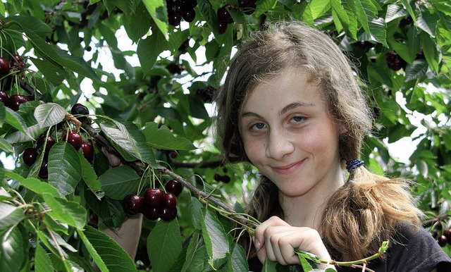 Kirschenfest: Magdalena Fischer  aus O...hen im Versuchsgarten des Landkreises   | Foto: Faller