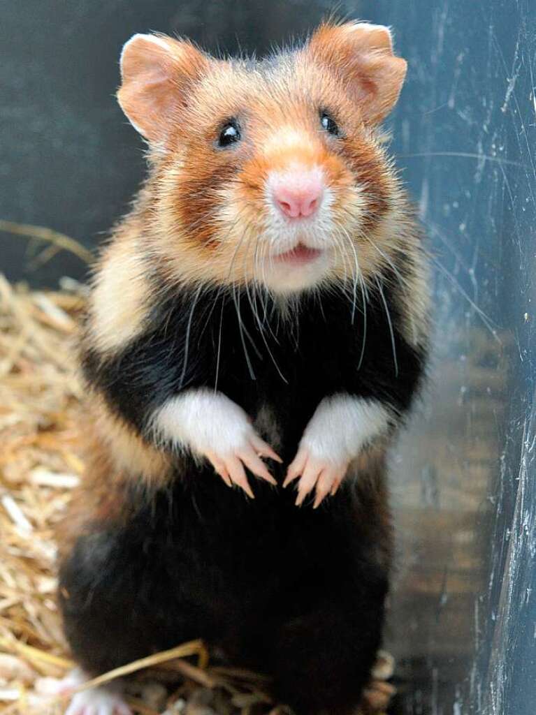 Dieser Hamster freut sich an heien Tagen ber eine Abkhlung im Kfig. Zum Beispiel durch einen in ein Handtuch eingewickelten Khlakku