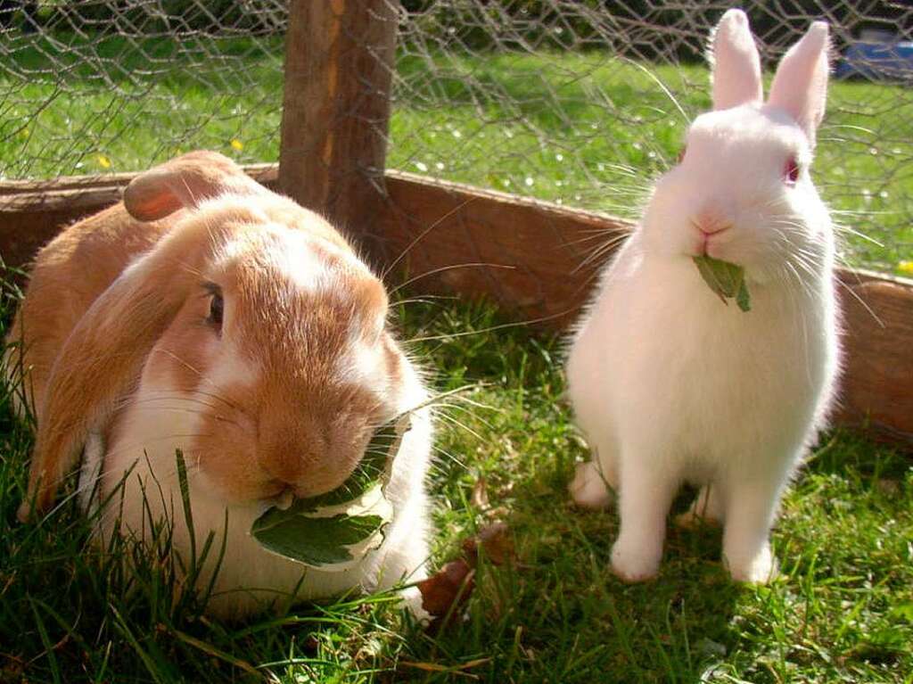Kaninchen sollten nicht nur im Freigehege immer ein schattiges Pltzchen haben, um der Sonne ausweichen zu knnen.