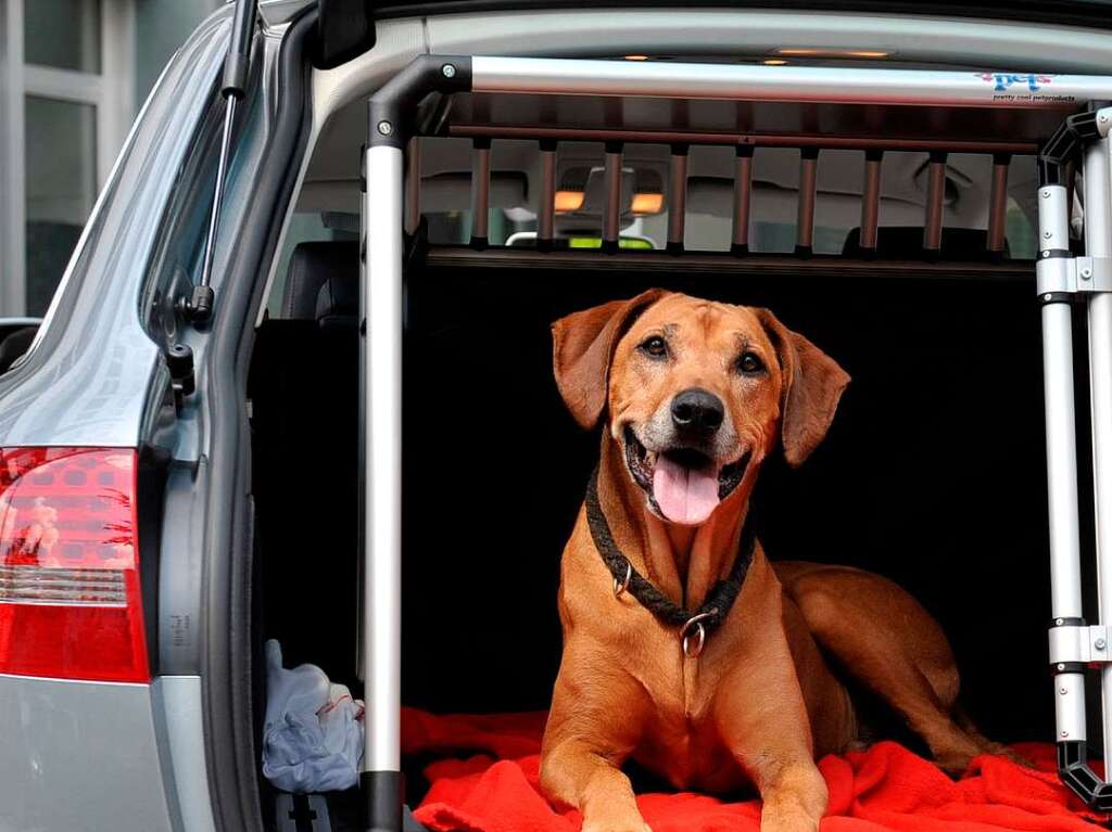 Hunde und Tiere allgemein sollten an heien Tagen in keinem Fall im Auto zurckgelassen werden.