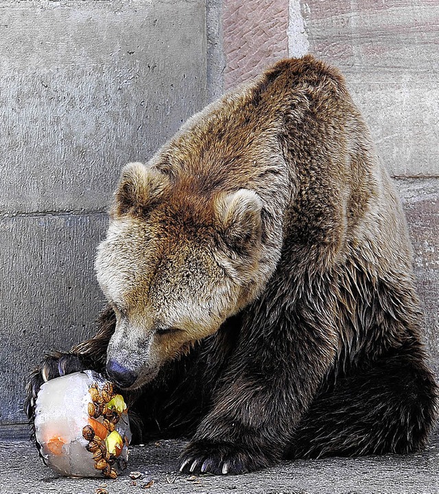 Eisbombenbären und Winterpullisäue - Freiburg - Badische Zeitung