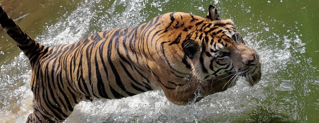 Ein Sumatra-Tiger im Sprung  | Foto: afp