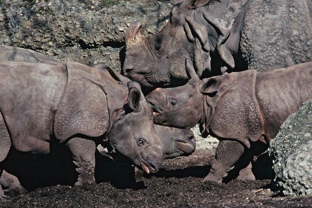 Basler Nashorn-Baby kommt tot zur Welt