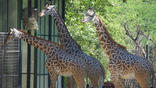 Seit beinahe hundert Jahren leben im Basler Zoo Giraffen.   | Foto: Michael Reich