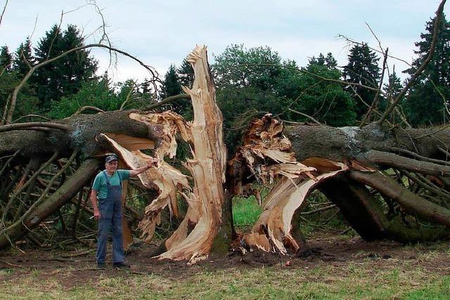 Ende eines Baum-Denkmals: Sturm spaltet 150 Jahre alte Fichte