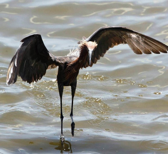 Knnen Wildvgel wie dieser Reiher berleben?  | Foto: dpa