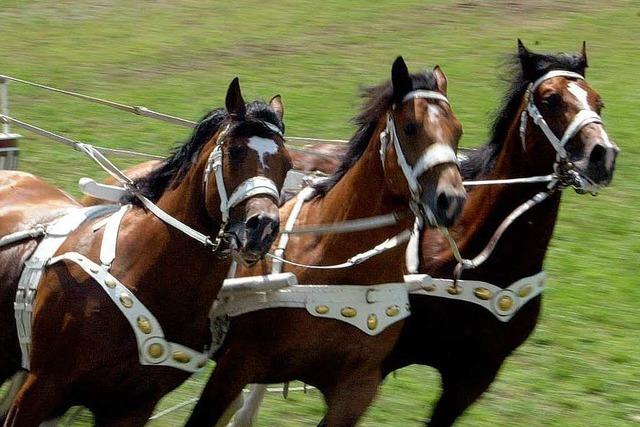 In Offenburg riecht es nach Pferd - die Eurocheval luft