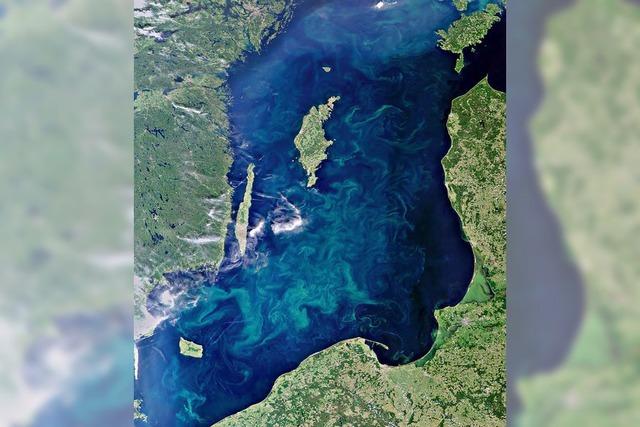 Riesiger Teppich aus Blaualgen in der Ostsee