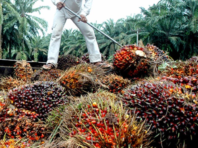 Palmplantagen bringen eine Menge Geld,...aber Gift fr die Umwelt (Symbolbild).  | Foto: ImageForum