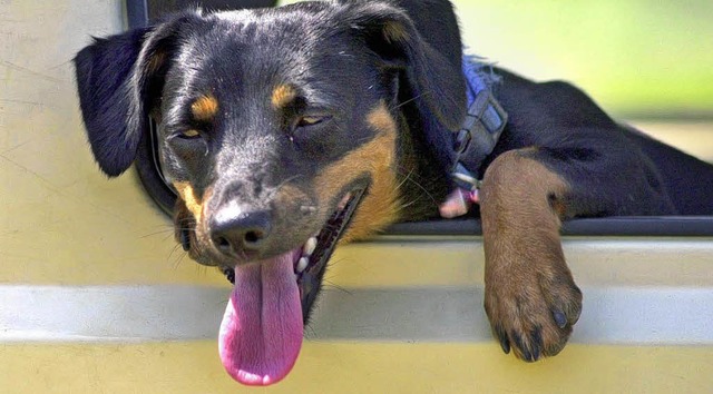 Die Hundstage halten oft, was sie vers...Dackel-Mischling die Zunge raushngen.  | Foto: dpa