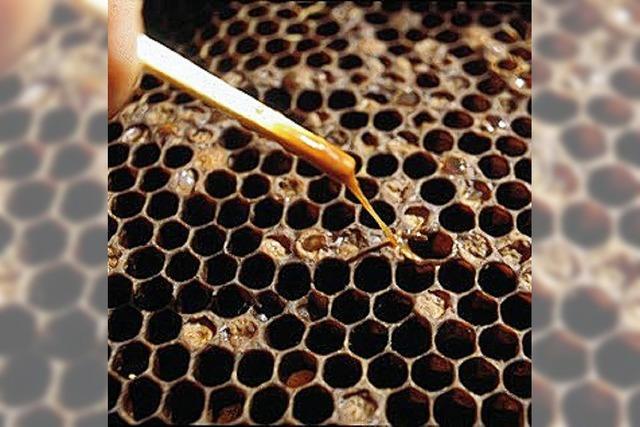 Faulbrut bedroht die Bienenvölker