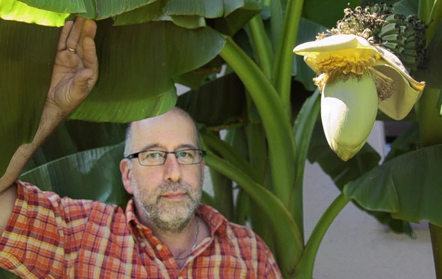 Der Klimawandel macht&#8217;s mglich:...olfard wchst ein groer Bananenbaum.   | Foto: Jennifer Ruh