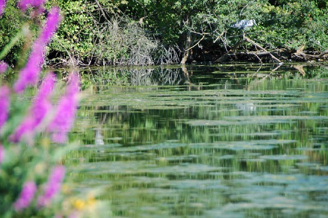 Die Ursache fr das starke Algenwachst... Algen wurden inzwischen abgefischt.    | Foto: Alexander