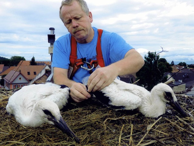 Endlich Nachwuchs in Riegel: Storchene...ute beringt die Riegeler Jungstrche.   | Foto: Martin Burkard