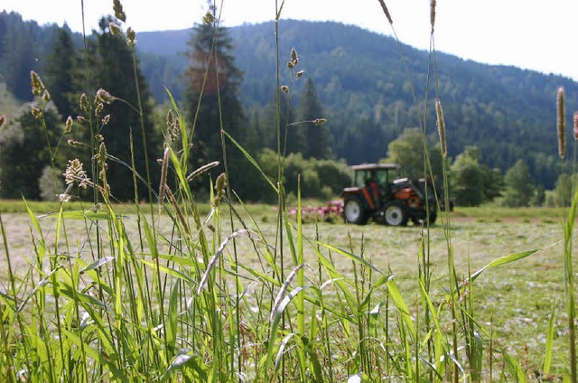 Der zweite Grasschnitt wird wegen der ...t  im Hotzenwald eher mager ausfallen.  | Foto: Katrin Blum