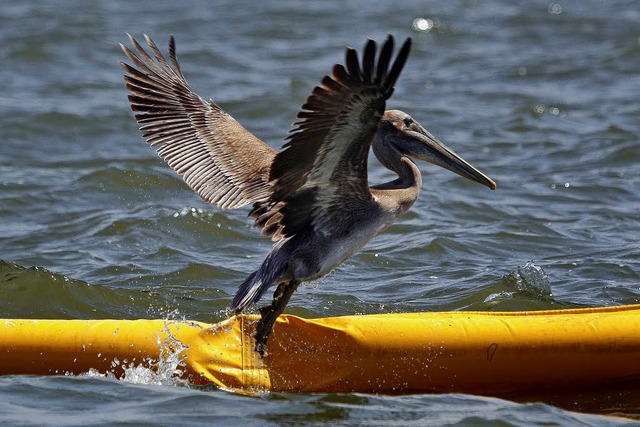 Dieser Pelikan  verlsst den Ort der ...11; macht BP-Boss Hayward es ihm nach?  | Foto: afp