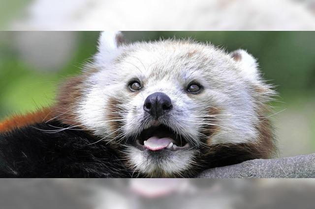 Pandas fr die Geburt ausgewildert