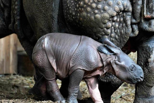 Fotos: Das Nashornbaby Henna im Zoo Basel