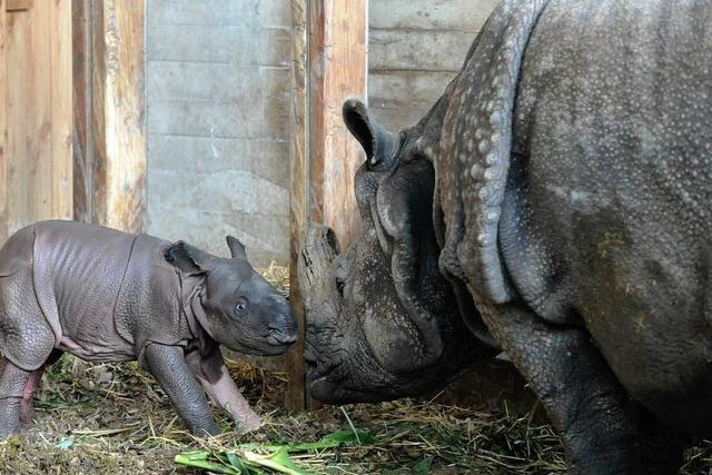 Basler Zoo: Nashorn-Baby ist da