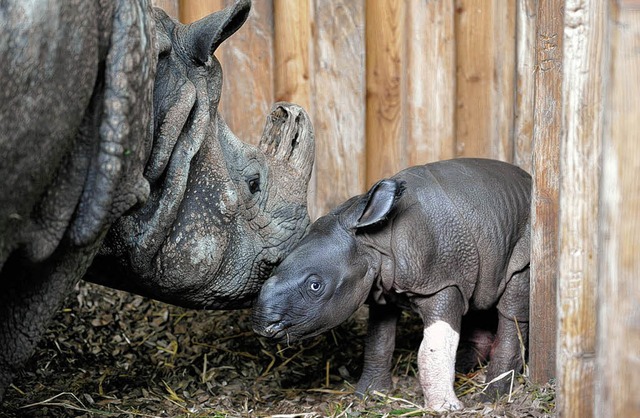 Kein Gipsfu: Henna hat einfach ein weies Vorderbeinchen.   | Foto: Zoo Basel