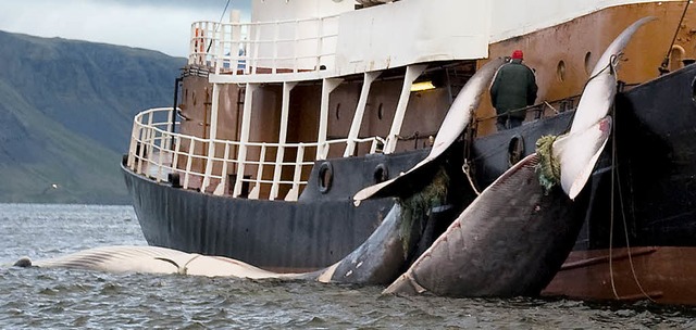 Besonders umstritten ist der Walfang, von dem Island bisher nicht lassen mchte.  | Foto: afp