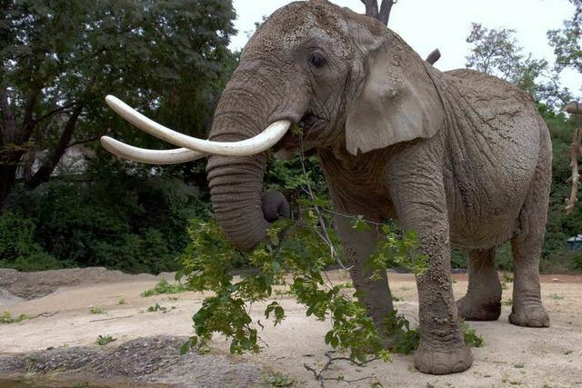 Basler Zoo trauert um Elefantendame Ruaha