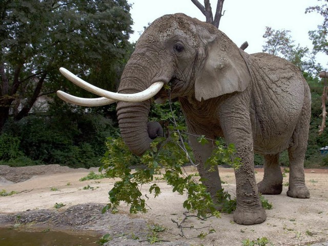 Ruaha war weltweit die lteste in einem Zoo  lebende afrikanische Elefantenkuh.   | Foto: Zoo Basel