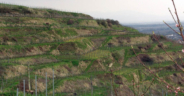 Im Gebiet Schlichten/Kleinpppi in Ihr... Rebgrundstcke nur schwer zugnglich.  | Foto: elisabeth jakob-klblin