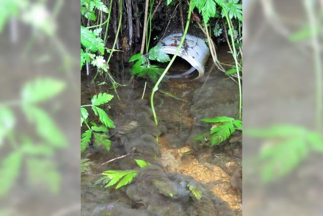 Grnschnitt lie Abwasserpilz sprieen