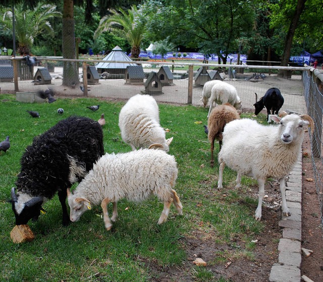 Tiergehege im Rosenfelspark: Nachdenken ber Umgestaltung.   | Foto: Mink