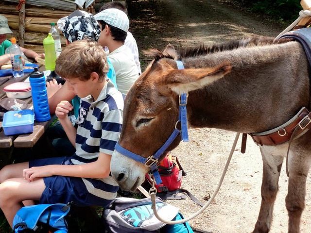 Nicht nur die Kids, sondern auch die Esel brauchen eine Pause.  | Foto: privat