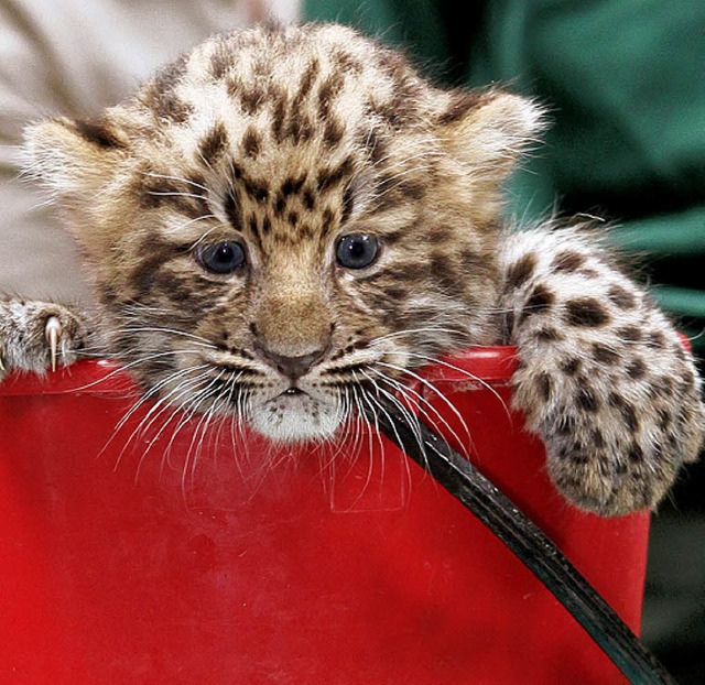 Im Eimer: der Leopard  | Foto: ddp
