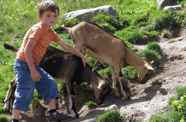 Die Kinder waren beschftigt beim Geienfest  | Foto: Karin Stckl-Steinebrunner