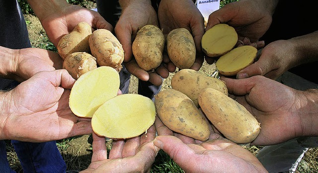 Die Vielfalt der Forchheimer Kartoffel...beim Hrdepfel- und Dorffest erleben.   | Foto: Friederike Marx