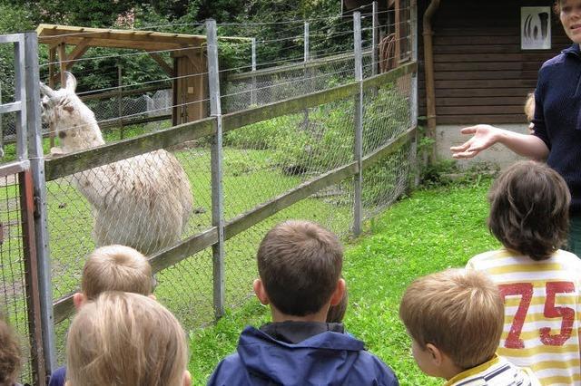 Leckerli fr das Schweine-Ehepaar