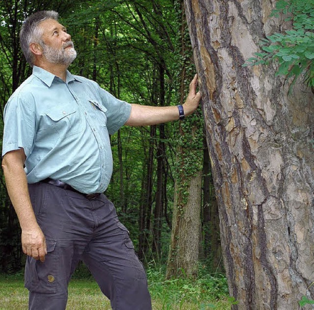 Solch dicke Bume htte Breisachs Revi...orbert Lust gerne mehr in seinem Wald.  | Foto: benjamin bohn