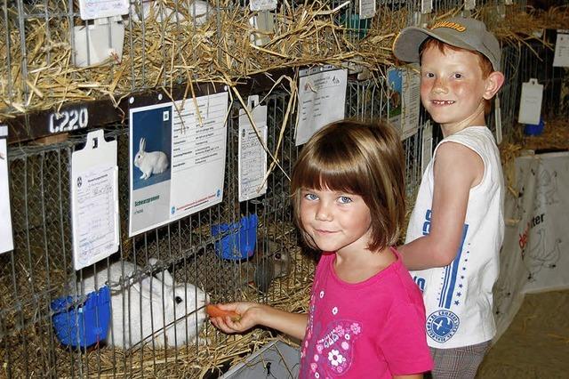 Prachtvolle Kaninchen waren zu sehen