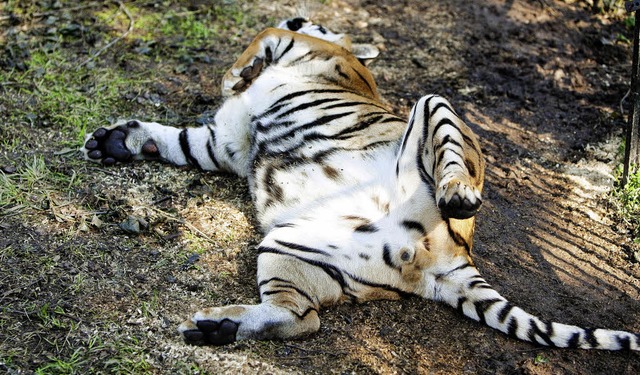 Ganz entspannt gibt sich dieser Tiger ...it zwlf Tieren in Eschbach gastiert.   | Foto: Dominic Rock