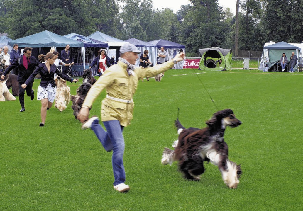Hund und Halter mssen fit sein &#8211...i den Donaueschinger Windhundtagen.     | Foto: Dorer