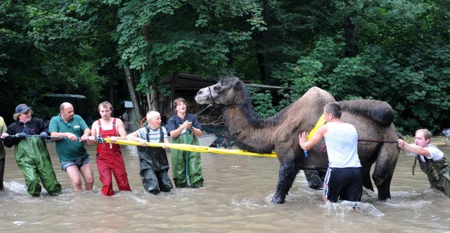 Ein Kamel wird im Tierpark in Zittau aus seinem berfluteten Gehege gezogen.  | Foto: dpa