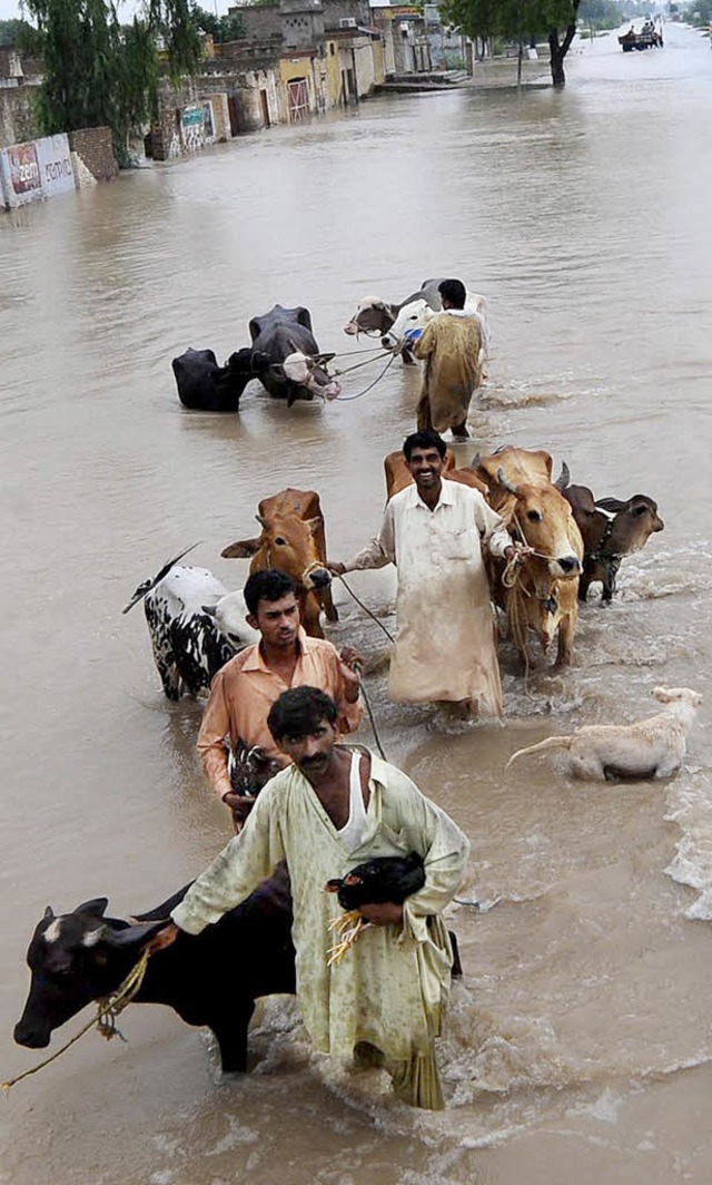 Mnner retten im Flutgebiet ihr  Vieh.   | Foto: afp