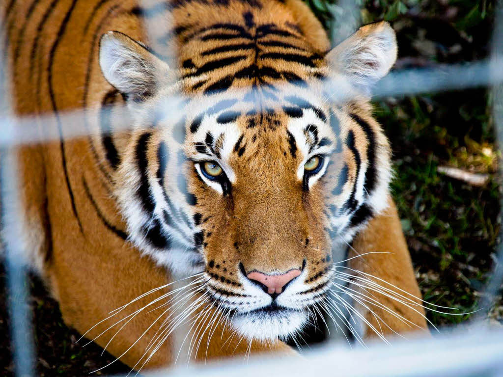 Christian Walliser und seine Tiger Christian Walliser und seine Tiger