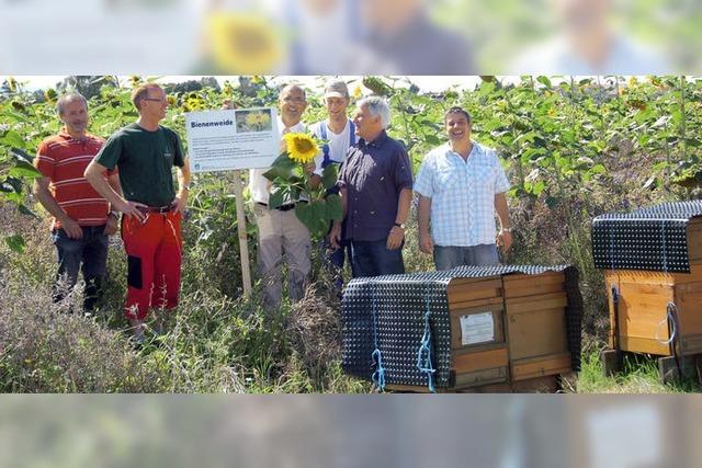 Bienenweiden gegen das Sommerloch