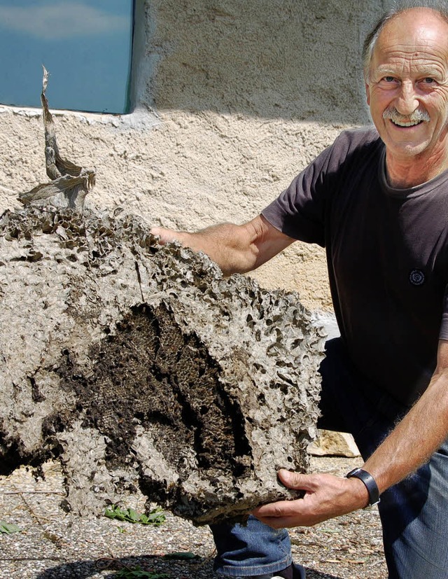 Die Wespen sind ausgeflogen, die Wabe hat Karl Strbele noch.   | Foto: Umiger