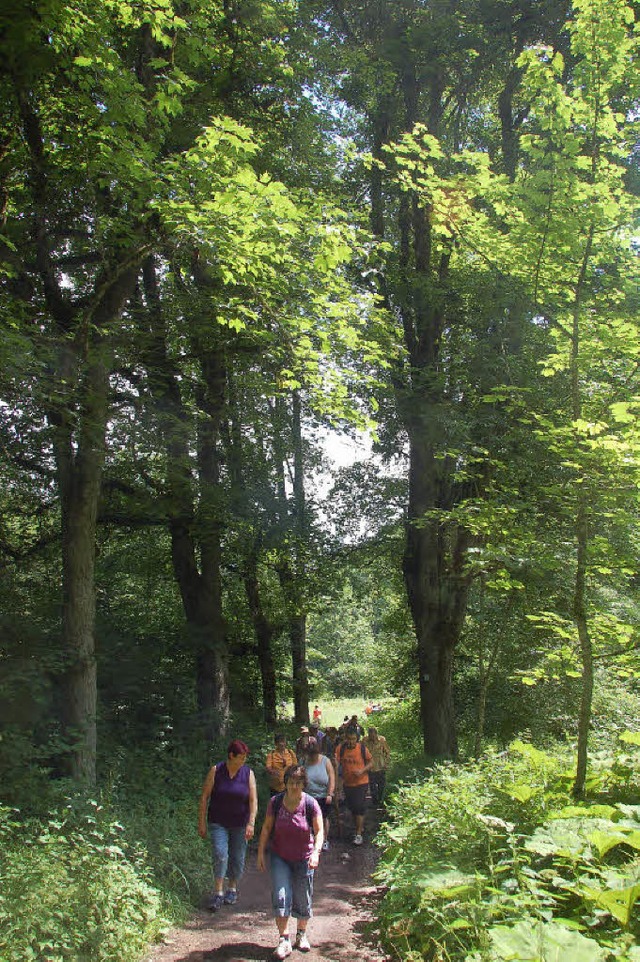 Schattenspender: die frhere Allee von Bad Boll  | Foto: Sebastian Barthmes