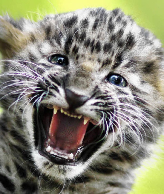 Chinesischer Leopard  | Foto: ddp