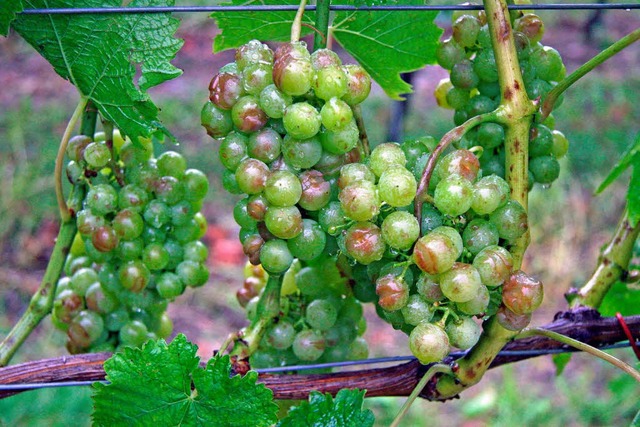 Das schwere Unwetter brachte in einige...ufgeplatzte Traubenbeeren in Burkheim.  | Foto: Herbert Trogus