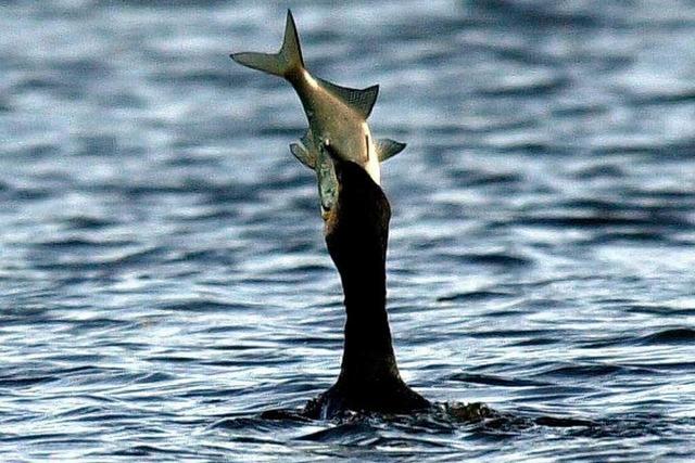 Regierungsprsidium erlaubt Kormoran-Jagd