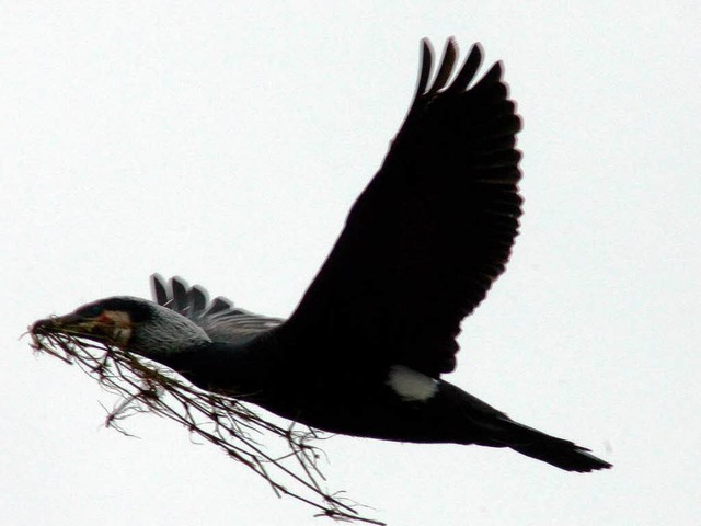 Der Kormoran darf in bestimmten Gebieten und Zeiten gejagt werden.  | Foto: dpa